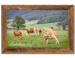 Schneiderbauer-Hof Lamprechtshausen - Fleckvieh-Kalbinnen Aufzucht